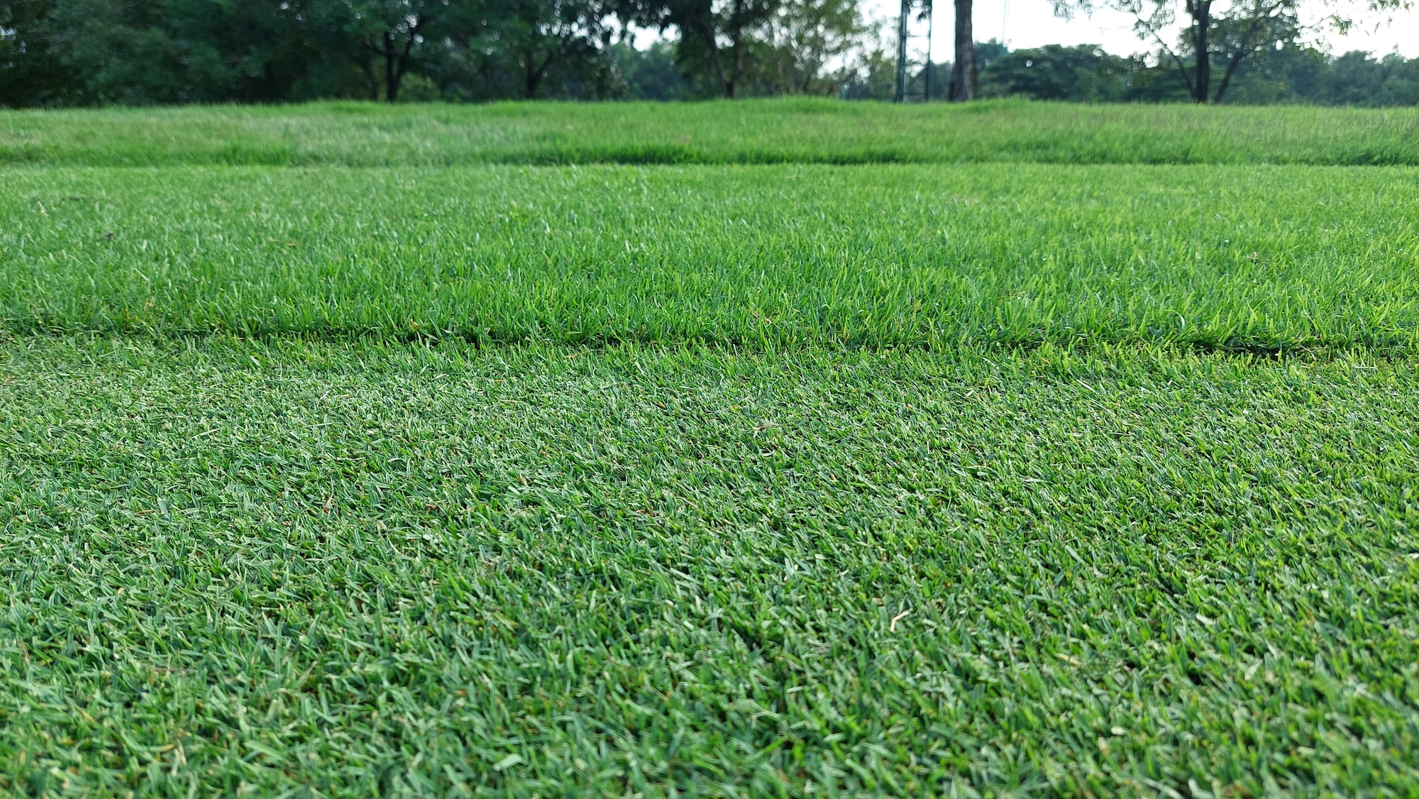 zoysia grass